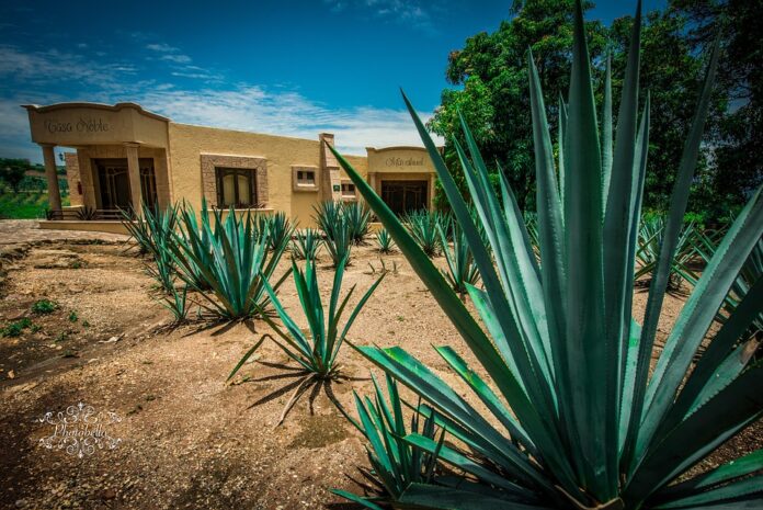 Top 10 100 percent agave tequila companies by market share globally