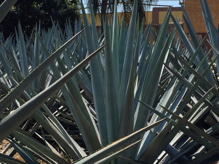 Top 10 100 percent agave tequila import companies in Australia