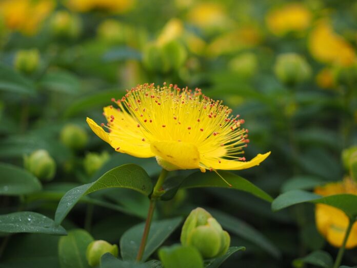 Top 10 St Johns Wort brands in Serbia