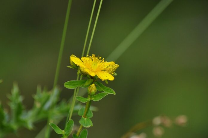 Top 10 St Johns Wort export companies in India