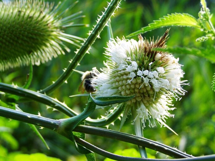 Top 10 St Johns Wort export companies in Serbia