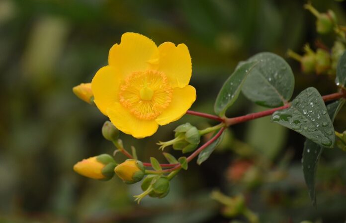 Top 10 St Johns Wort export companies in the United States
