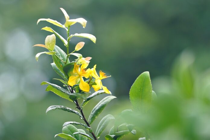 Top 10 St Johns Wort import companies in Belgium