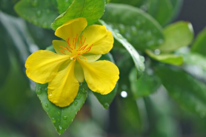 Top 10 St Johns Wort import companies in Brazil