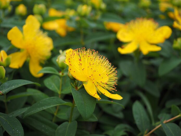 Top 10 St Johns Wort import companies in Canada