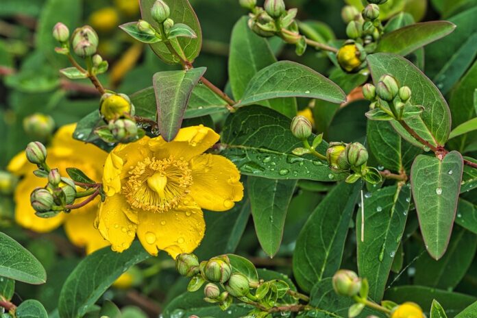 Top 10 St Johns Wort import companies in Italy