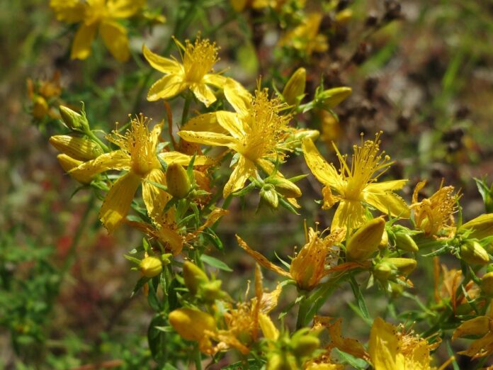 Top 10 St Johns Wort import companies in Japan