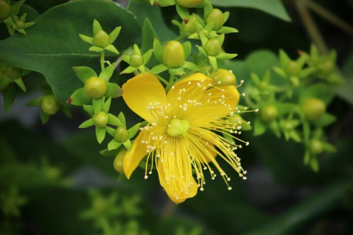 Top 10 St Johns Wort import companies in the Netherlands