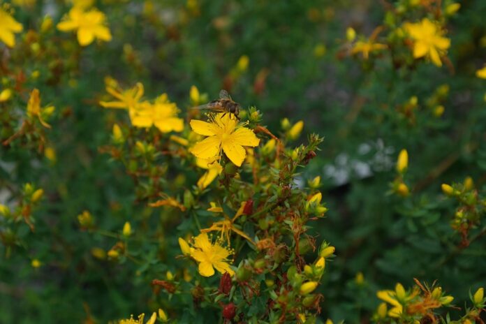 Top 10 St Johns Wort importing countries in the world in 2025