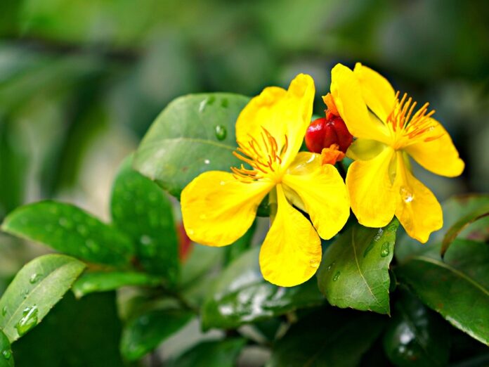 Top 10 St Johns Wort producing countries in the world in 2025