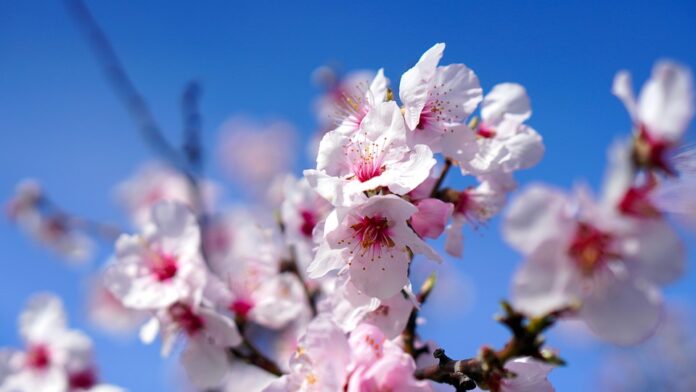 Top 10 almond brands in China