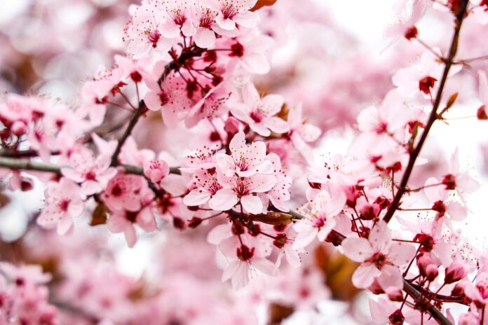 Top 10 almond brands in Spain