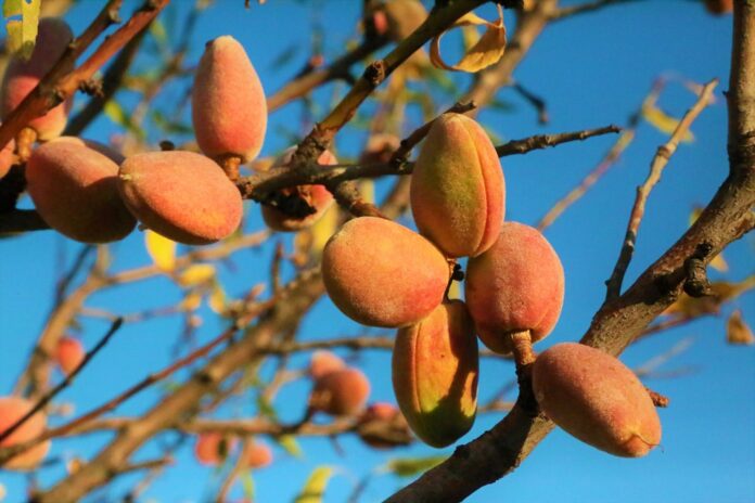 Top 10 almond brands in the United Kingdom