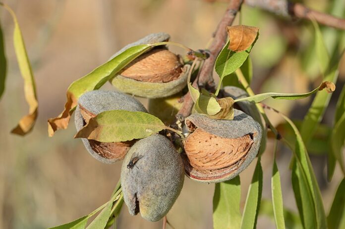 Top 10 almond brands in the United States