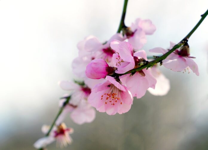 Top 10 almond export companies in Spain