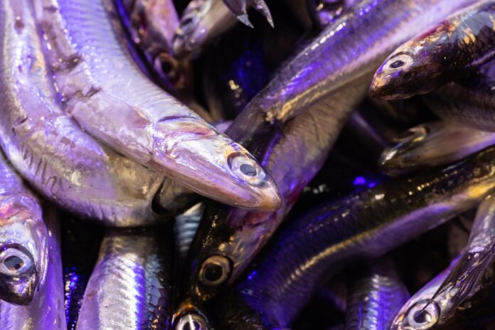 Top 10 anchovy export companies in China