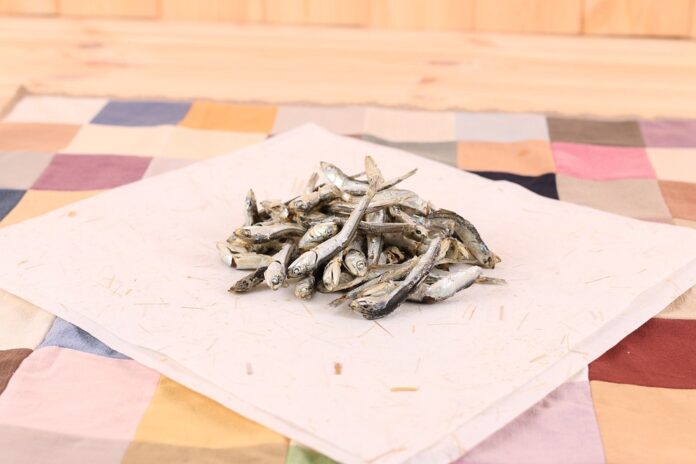 Top 10 anchovy export companies in Morocco