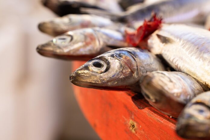 Top 10 anchovy export companies in Tunisia