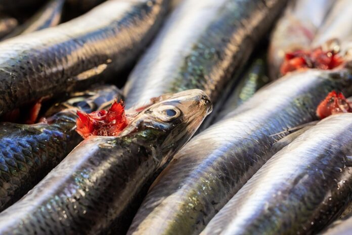 Top 10 anchovy import companies in Germany