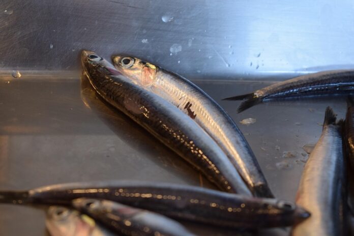 Top 10 anchovy import companies in Saudi Arabia