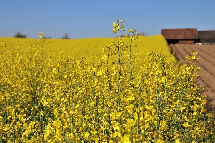 Top 10 avocado oil export companies in France