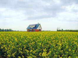 Top 10 avocado oil retail distributors worldwide