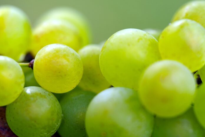 Top 10 baby fruit juice export companies in United States