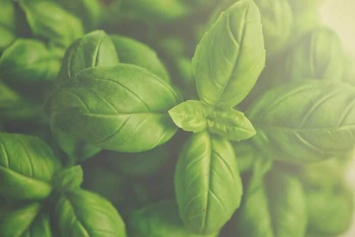 Top 10 basil brands in Peru
