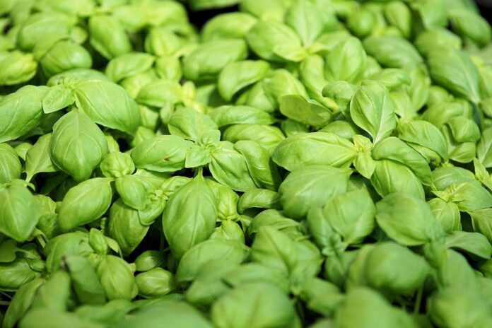 Top 10 basil brands in the United States