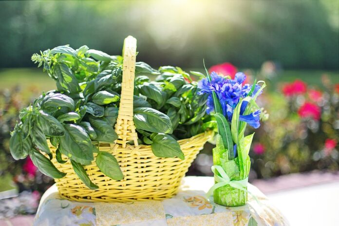 Top 10 basil export companies in Italy