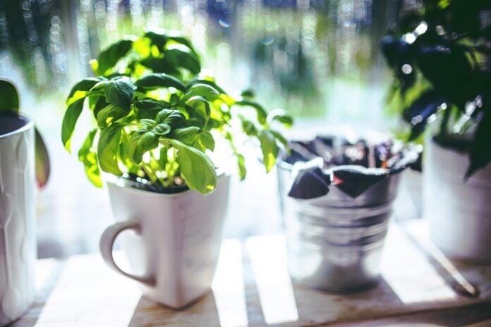 Top 10 basil export companies in Thailand
