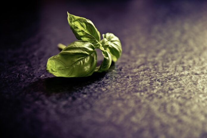 Top 10 basil import companies in Brazil