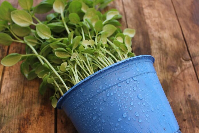 Top 10 basil importing countries in the world in 2025