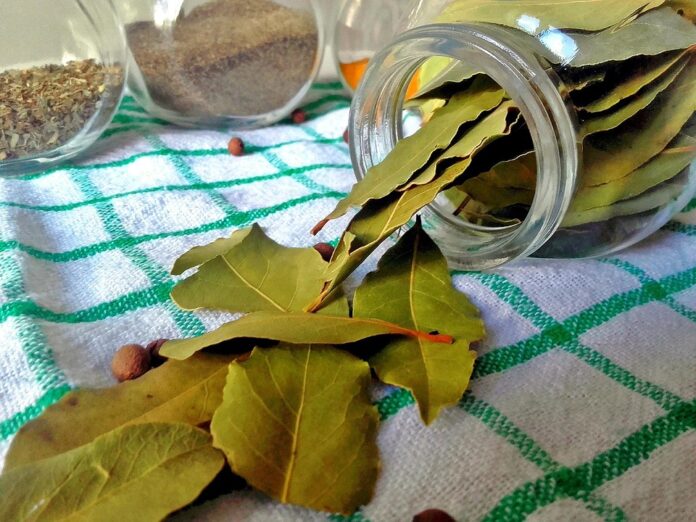 Top 10 bay leaves export companies in Morocco