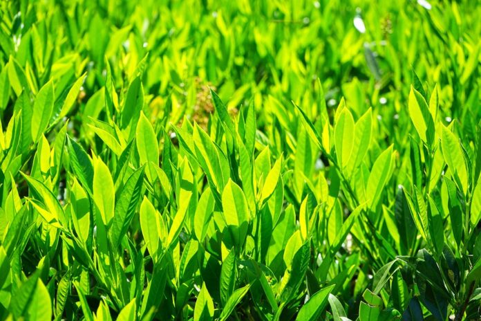 Top 10 bay leaves import companies in Canada