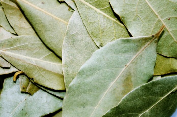 Top 10 bay leaves import companies in Germany