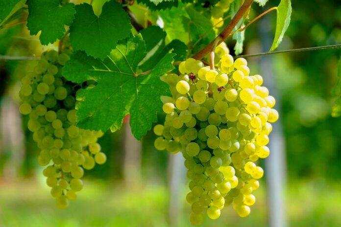 Top 10 biodynamic wine brands used in restaurants and hospitality