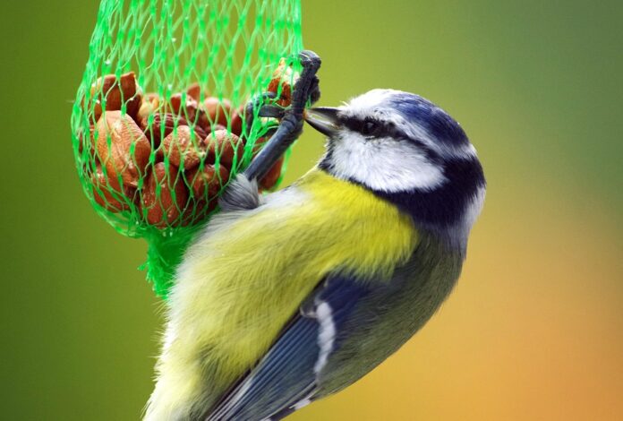 Top 10 bird food producers in Germany