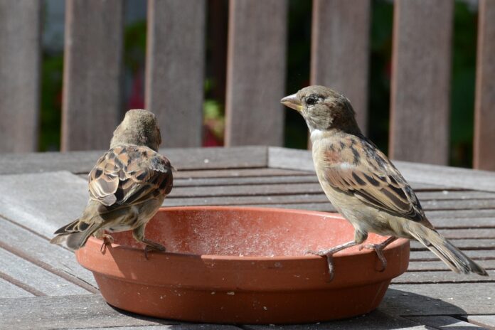 Top 10 bird food producers in Thailand