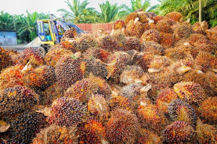 Top 10 blended cooking oils export companies in France