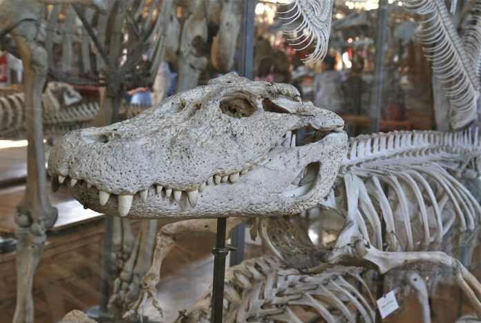 Top 10 bones producers in Brazil