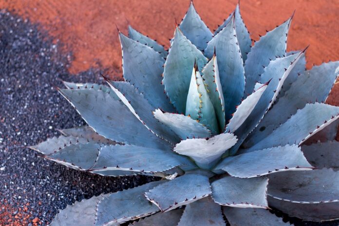 Top 10 budget 100 percent agave tequila brands in supermarkets