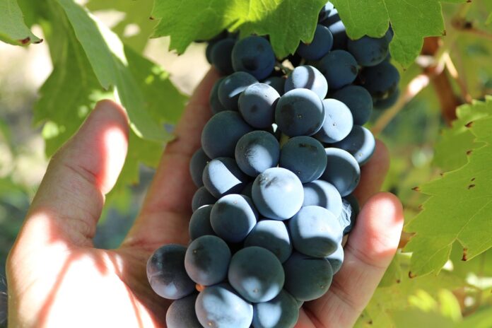 Top 10 budget syrah wine brands for private label retail