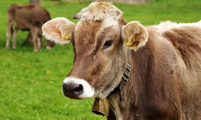 Top 10 bulk cattle food suppliers for retailers and distributors