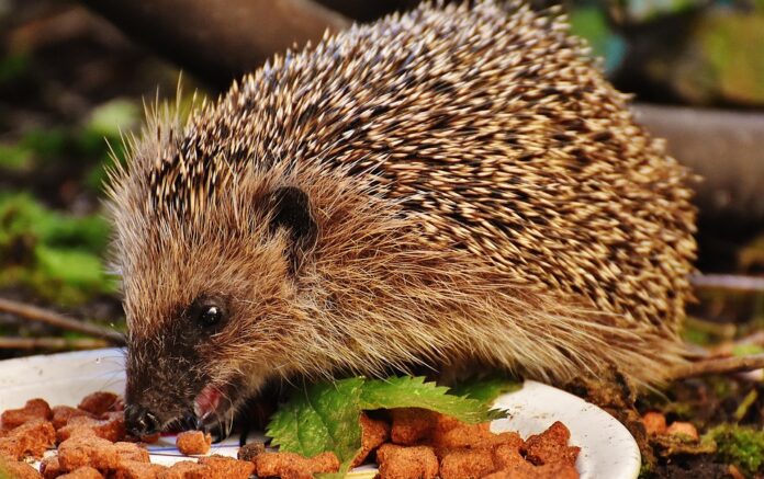 Top 10 bulk hedgehog food suppliers for retailers and distributors