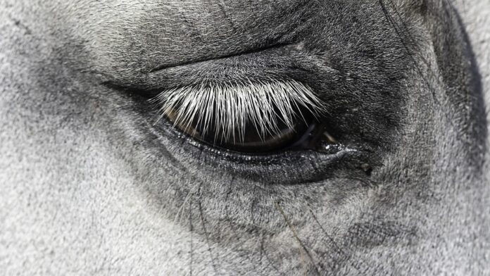Top 10 bulk horse food suppliers for retailers and distributors