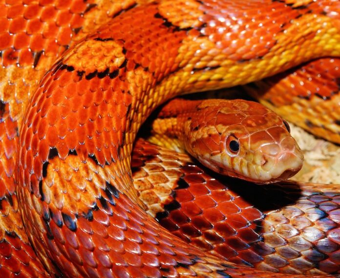 Top 10 bulk snake food suppliers for retailers and distributors