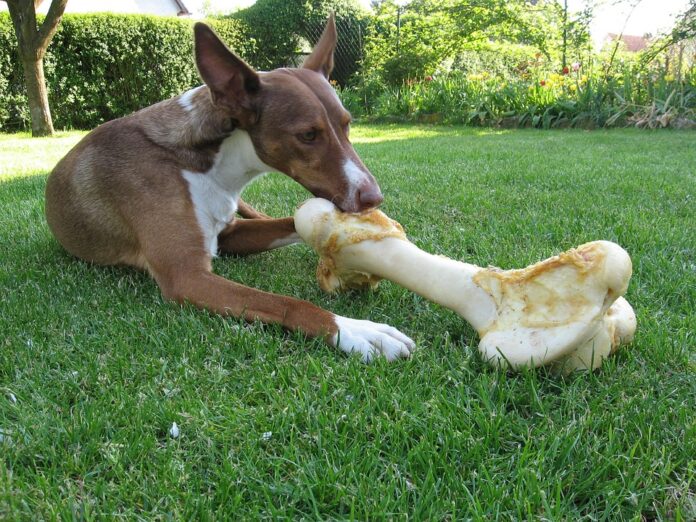 Top 10 bulk wet pet food suppliers for retailers and distributors