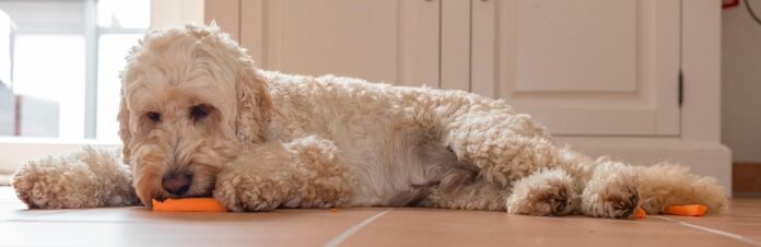 Top 10 canned pet food producers in Germany
