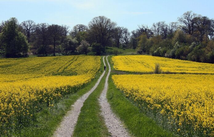 Top 10 canola oil brands globally